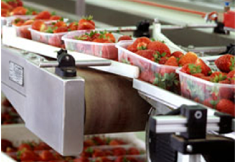 sortirovshchik_sorter_belsks_09